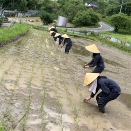ノンアルコール　甘酒【配送不可地域：離島】【1730769】