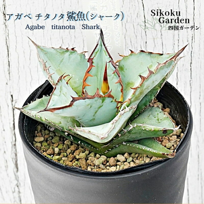 【ふるさと納税】アガベ・チタノタ「鯊魚（シャーク）」 3.5号鉢 四国ガーデン 人気 多肉植物 インテリア 観葉植物 グリーン リラックス｜B308