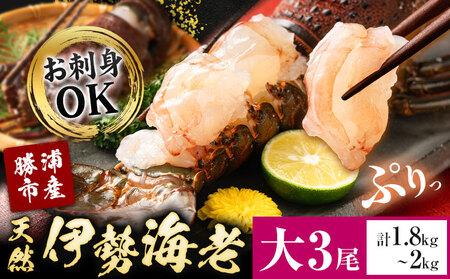 天然伊勢海老 千葉県勝浦産 生冷活〆 大サイズ 500gUP×3尾 計1.8kg 【刺身OK】 贈答 株式会社串浜水産《90日以内に出荷予定(土日祝除く)》千葉県 勝浦市 伊勢海老 海老 えび【配送不可地域あり】（離島）【1498739】