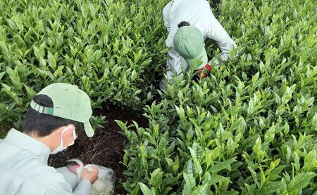 ウールで育てたお茶 お試しセット（かぶせ茶、ほうじ茶）マルシゲ清水製茶【お茶 茶 飲料 ギフト 贈り物 プレゼント 三重県 四日市 四日市市 】