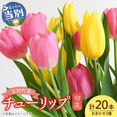 ふるさと納税 当別町 チューリップ切花20本入り(2品種×各10本)_tb11-025