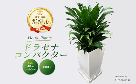 【観葉植物】ドラセナ・コンパクター40cm～60cm(Green Base/014-1439)南国鹿児島県で育った 観葉植物！植物 鉢付 インテリア 室内 オフィス おしゃれ プレゼント ギフト 開店祝い 移転祝い マイナスイオン