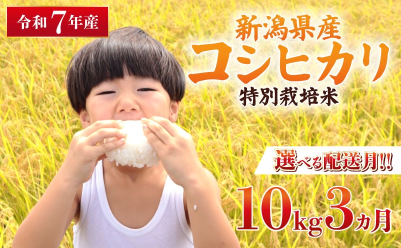 
                  【開始月を選べる】令和7年産 特別栽培米 コシヒカリ 10kg 3回 定期便 コンテスト 入賞 米 おこめ お米 ブランド米 ご飯 ごはん オニギリ お弁当 kome 送料無料 数量限定 農家直送 産地直送 国産 川瀬農園 四代目 悠助 新潟 新発田 kawase3001P R7kwsKH
                