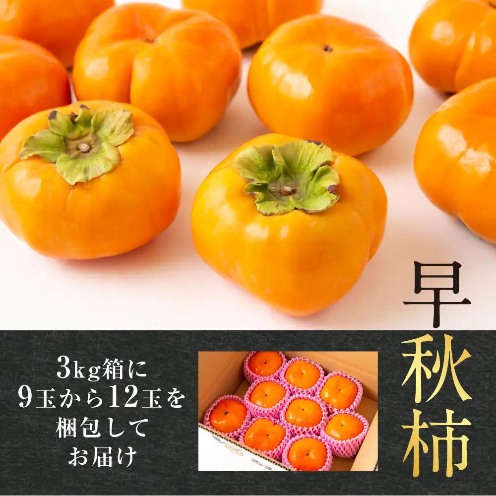 【先行予約】 西見柿農園 早秋柿 9玉から12玉 （約3kg） 【2025年10月上旬から10月中旬 出荷予定】 柿 かき カキ 早秋 そうしゅう 大玉 果物 くだもの フルーツ 果実 ジューシー 高