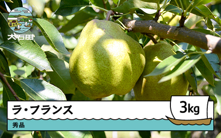  洋梨 ラ・フランス 約3kg 令和7年産 2025年産  ※沖縄・離島への配送不可 ry-laxxx3000