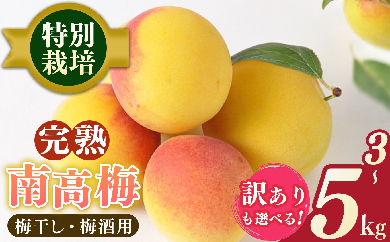 
            【堀内果実園】奈良県産 特別栽培 大切に育てた南高梅(完熟・梅干し用）3～5kg | 果実 かじつ 梅 うめ 南高梅 なんこうばい 奈良県 五條市 完熟 梅干し
          