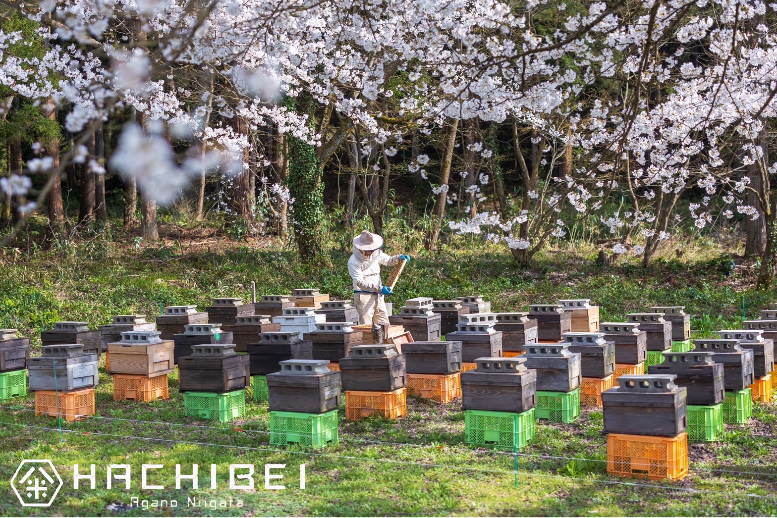 【令和8年産新米予約】【環境大臣賞受賞】【特別賞受賞】12ヶ月定期便 無洗米 新之助 10kg×12回 計120kg 農家直送 ほんのり甘い「はちみつ農法」 白米 精米 HACHIBEI 八米 新潟県