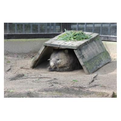 ふるさと納税 池田市 スイミージャパン 五月山動物園ウォンバットコラボワイン「フク」 |  | 01