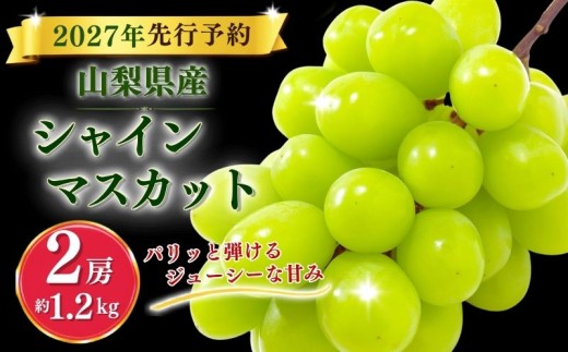 【2027年先行予約】シャインマスカット 1.2kg (2房) ) |  シャインマスカット 大粒 しゃいんますかっと シャインマスカット 大粒 果物 フルーツ マスカット ますかっと 大粒 くだもの