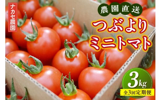 
                  【全3回定期便】≪2027年2月以降発送開始≫農園直送 つぶより ミニトマト 3kg×3回｜トマト プチトマト
                