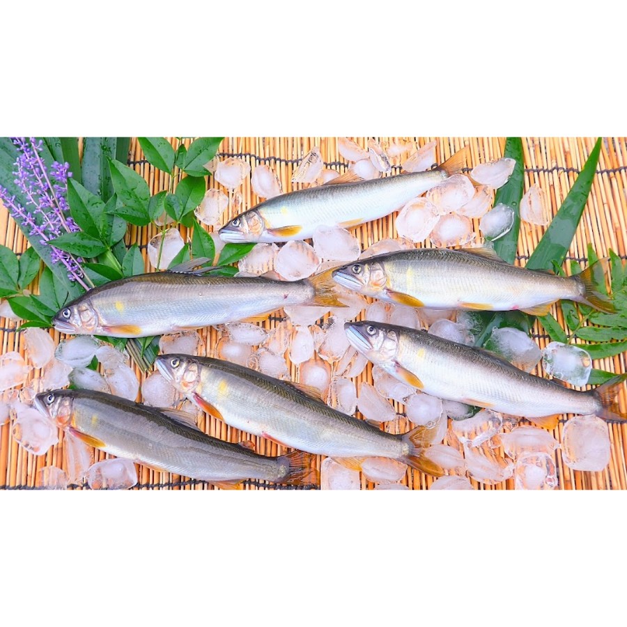 天然波乗り鮎の一夜干し 計400g（6～15尾）