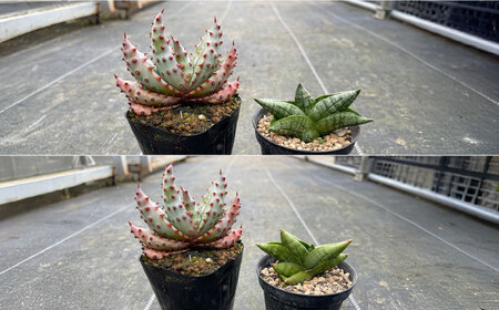 サンセベリア ボンセレンシスドワーフ ＆ アロエ マルロシー 各1株 sansevieria boncellensis dwarf ＆ Gymnocalycium mihanovichii長与町/アグ