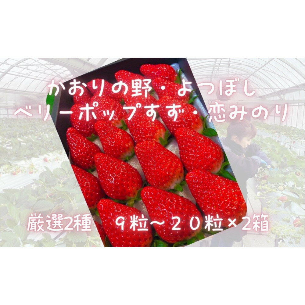 【ふるさと納税】先行予約・数量限定！ 採れたて完熟いちご【かおり野・よつぼし・ベリーポップすず・恋みのり】 9粒～20粒×2箱 | 果物 フルーツ いちご イチゴ 苺 食品 旬 季節限定 おすすめ 品種 産地直送 愛知県 大府市 美容 健康