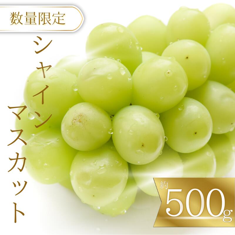 【ふるさと納税】 ☆先行予約☆紀美野町産 シャインマスカット (約500g)【2026年9月上旬～順次発送致します。】/ ぶどう ギフト 贈答 旬 フルーツ 果物 和歌山 9月