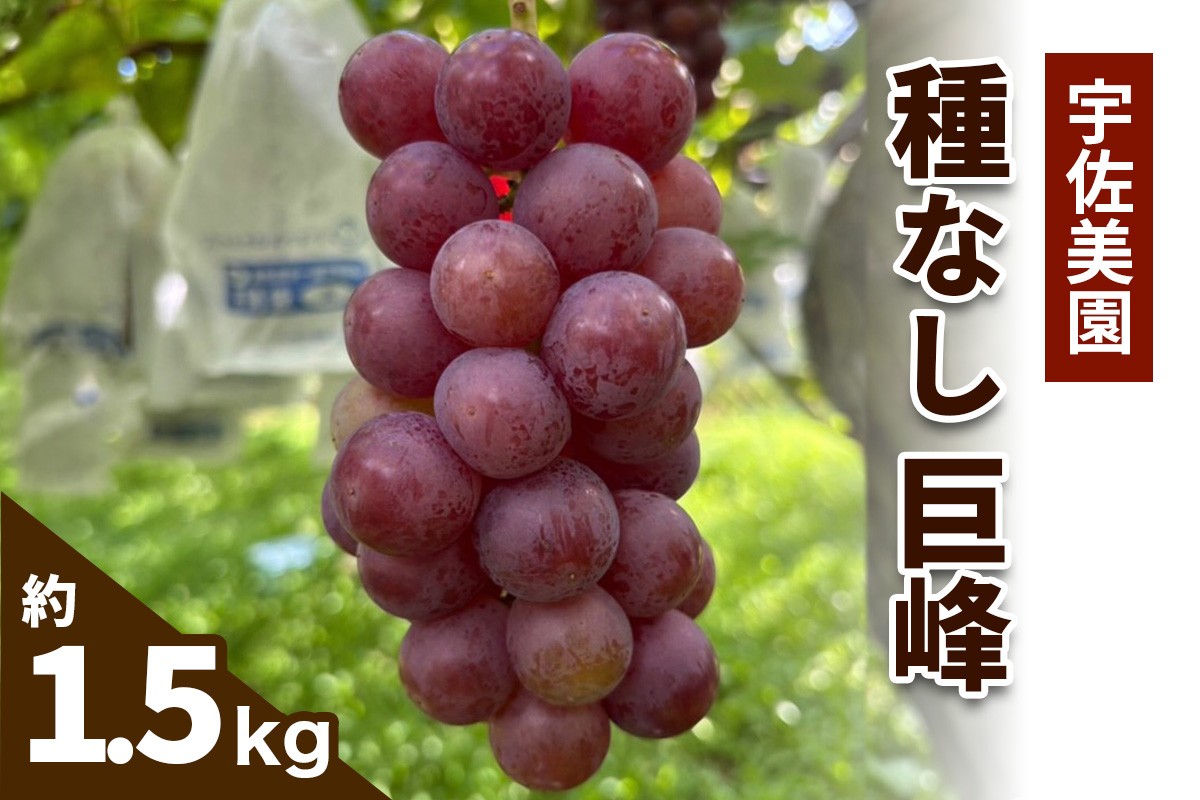 
                  [8月中旬より順次発送／数量限定] 宇佐美園が育てた 種なし 巨峰 約1.5kg｜先行予約 ブドウ 朝採れ直送 伊勢原の夏を彩る濃厚な甘み [1164]
                