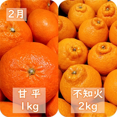 【発送月固定定期便】愛咲果樹園「冬の柑橘定期便」(1月〜3月)全3回【F71−20】【4013391】