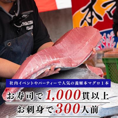 ふるさと納税 大月町 特大 国産 養殖 本マグロ 解体人付き 50kg以上 一本丸ごと 刺身 300人前 まぐろ 出張対応 |  | 01