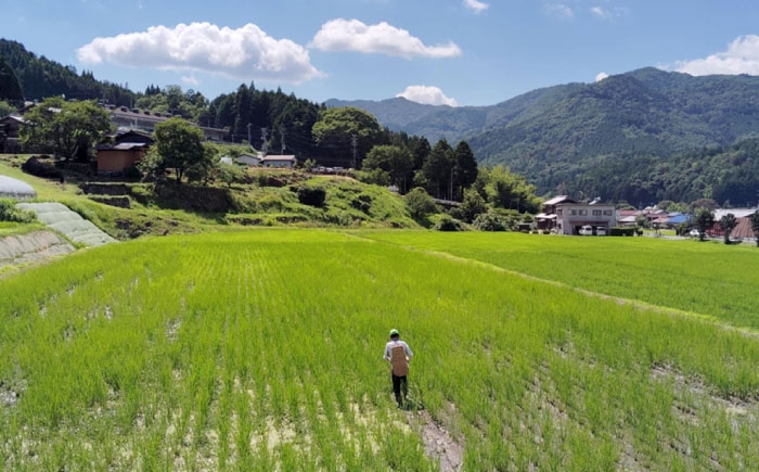 標高約500ｍの山間地でのびのびと育てられており、一粒一粒に旨みが凝縮されております。