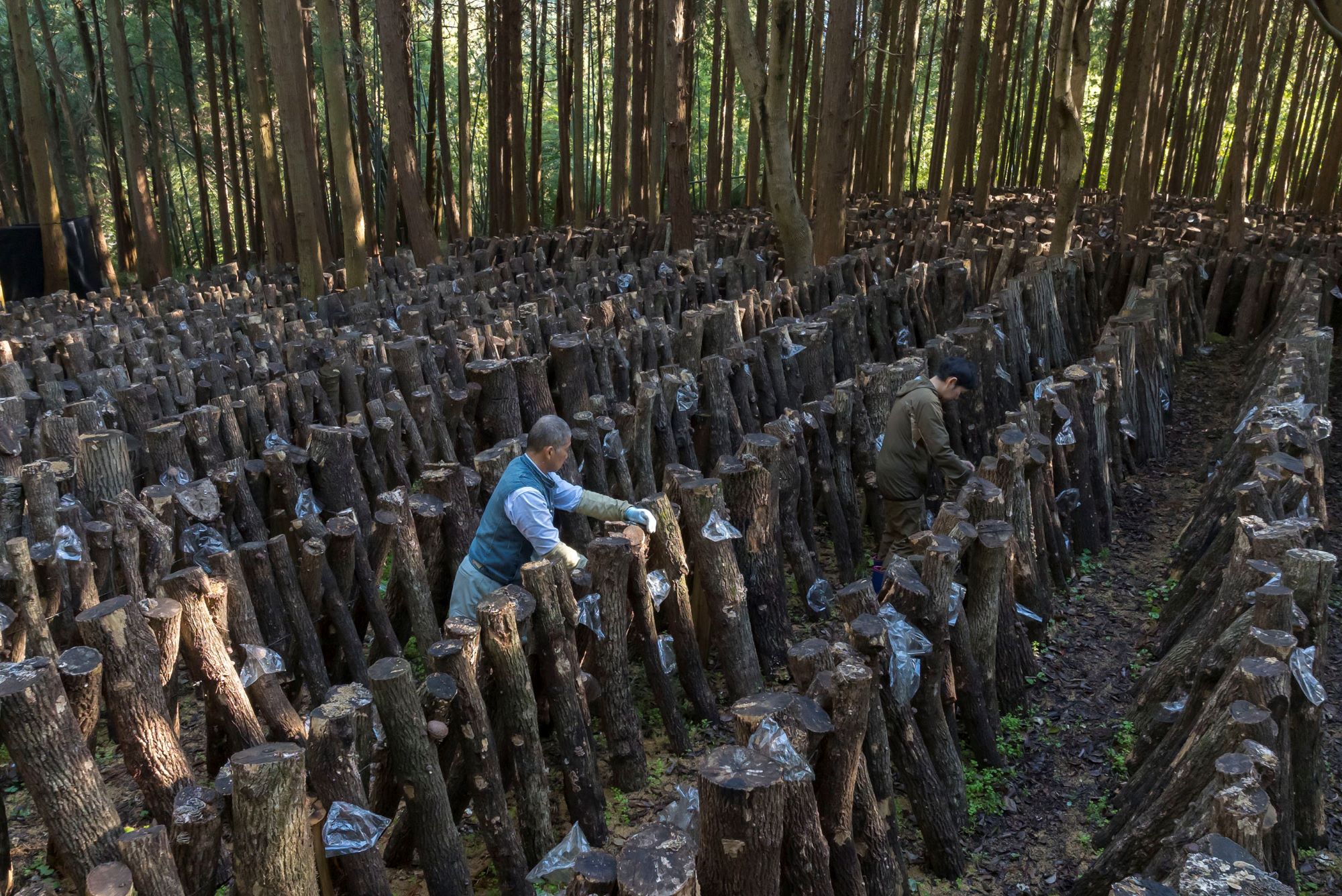 国東産どんこ干し椎茸 約150g（50g×3袋） 大分県 しいたけ 冬菇 国産 _2654R-1