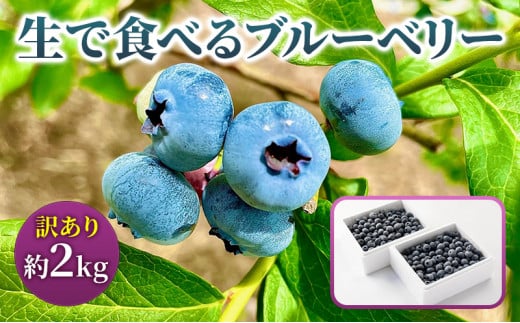 《訳あり》生で食べるブルーベリー 約2kg