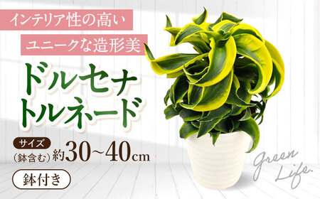 【観葉植物】ドルセナトルネード  [ACAL008]観葉植物