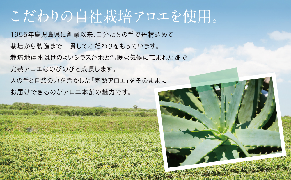 【健康習慣】アロエ健美減秘茶 「ハーブ・サラダ」60包×2袋 国産 キダチアロエ アロエ ハーブティー アロエ習慣 健康茶 スッキリ アロエ本舗 鹿児島県 南さつま市