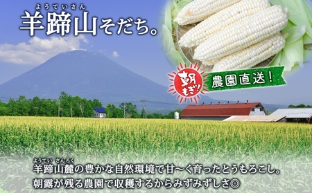 【 2026年 発送 】 北海道産 とうもろこし 計12本 L-2L サイズ混合 ロイシーコーン 大きめ 旬 朝採り 新鮮 トウモロコシ 甘い 夏野菜 とうきび お取り寄せ 産地直送 野菜 しりべしや