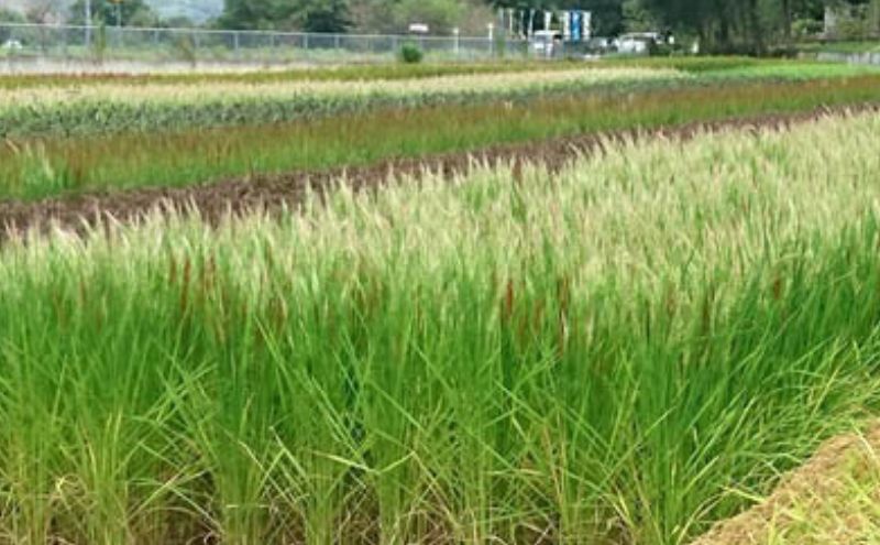 きすみの古代米食べくらべセット