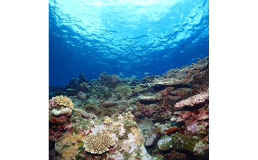 ファンダイビング利用券 大人1名(1日3ダイブまで利用可能)【1706984】