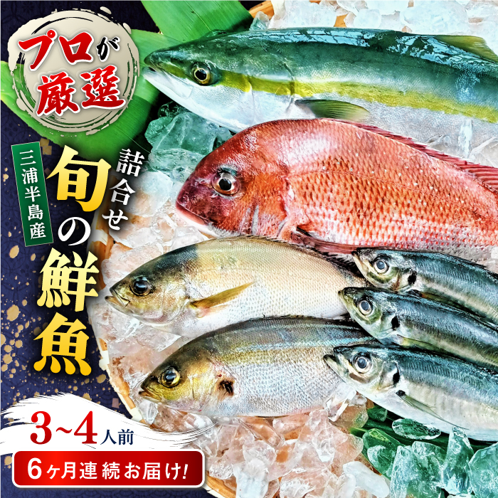 【全6回定期便】旬のおまかせ 厳選鮮魚セット 3～4人前(2～3魚種) 【長井水産株式会社】 [AKAJ016]