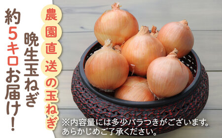玉ねぎ 約5kg / 玉ねぎ [IBQ010]