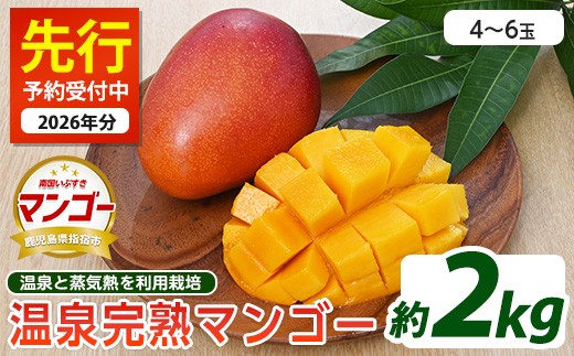 【2026年 発送】温泉完熟マンゴー約2kg(トロピカルファームいぶすき/IB059-002) マンゴー フルーツ 果物 旬 夏 指宿 いぶすき 鹿児島