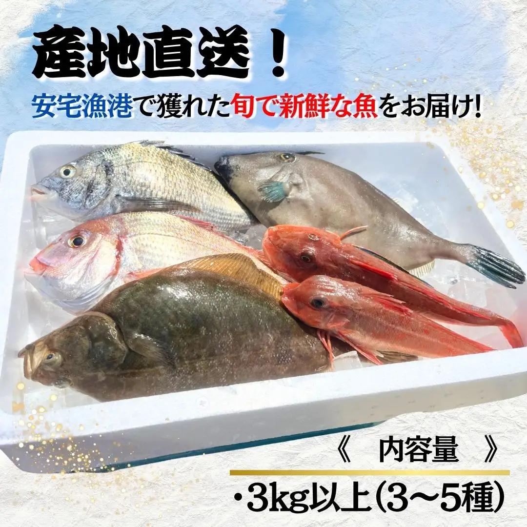 【下処理済み】 旬の鮮魚 詰め合わせ3kg以上  (3～5種)  安宅漁港 石川県 小松市
