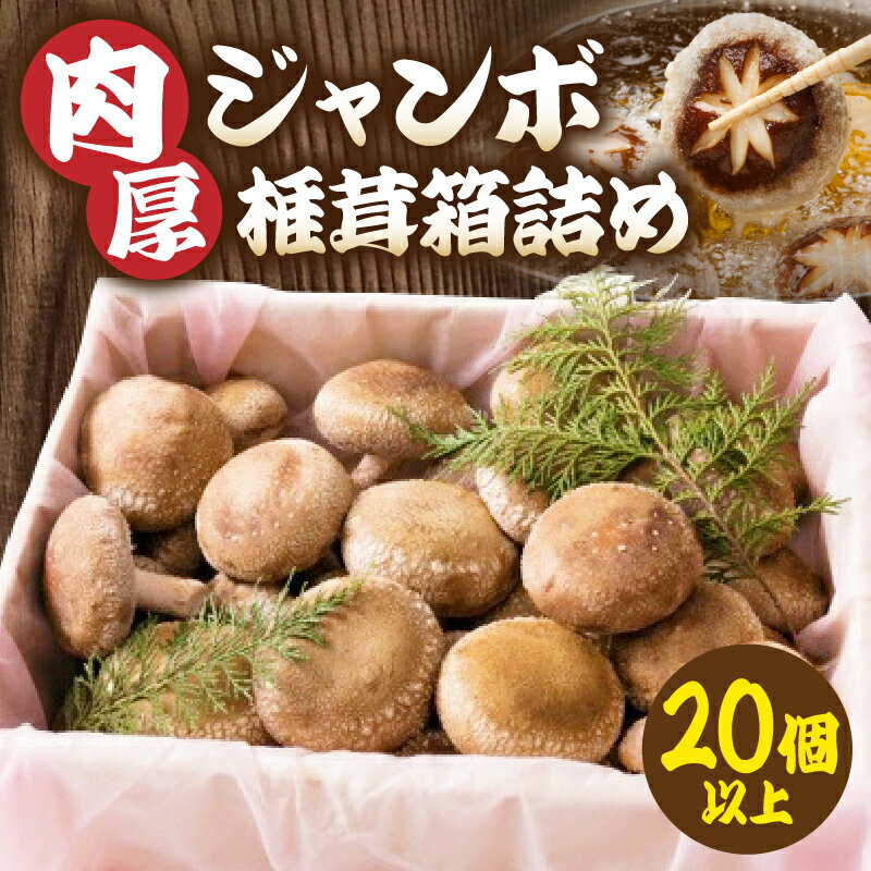 【ふるさと納税】630　肉厚ジャンボ椎茸箱詰め20個以上 しいたけ 椎茸 ジャンボ 肉厚 シイタケ 20個 プリプリ 食感 箱詰め 香川県 三木町