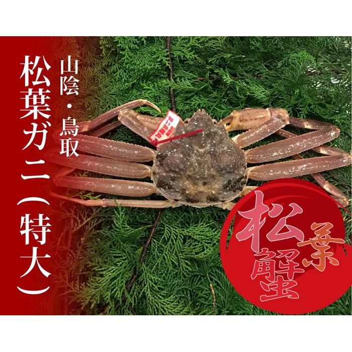 【ふるさと納税】特選とっとり松葉ガニ (特大)【山根商店】 | 蟹 かに 刺し 刺身 生 鍋 かにしゃぶ ズワイガニ 松葉ガニ 鳥取