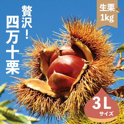 ふるさと納税 四万十市 【期間・数量限定】新栗!贅沢四万十栗(3Lサイズ生栗)約1kg【2025年10月上旬〜下旬発送】