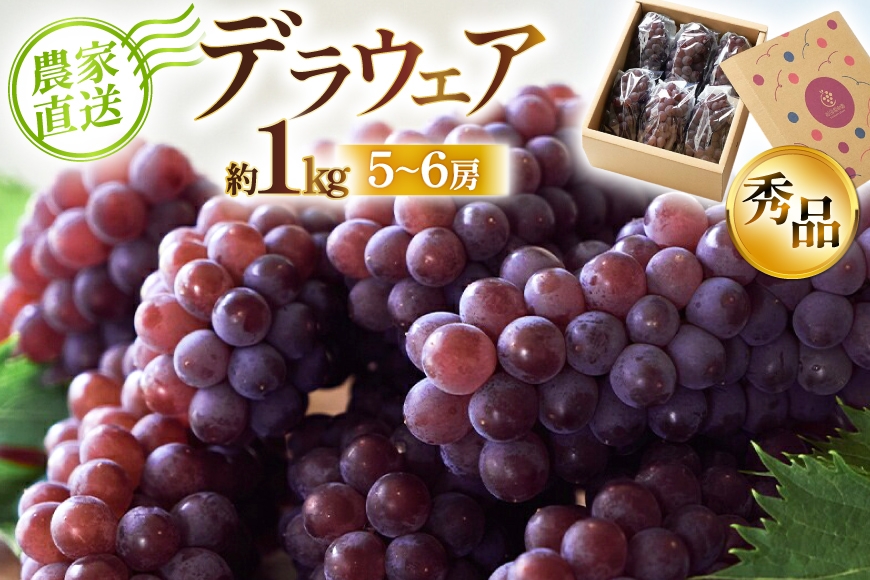 
            【期間限定発送】 デラウェア 秀品 5～6房 約1kg [相良果樹園 山形県 高畠町 tk06ayt350000] 贈答用 個包装 種無し ブドウ 葡萄 産地直送 農家直送 フルーツ 果物 くだもの
          