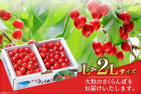 【期間限定発送】 さくらんぼ 置賜産 佐藤錦 特秀 L～2L バラ詰 1kg [JA山形おきたま 山形県 高畠町 tk06ays870047]