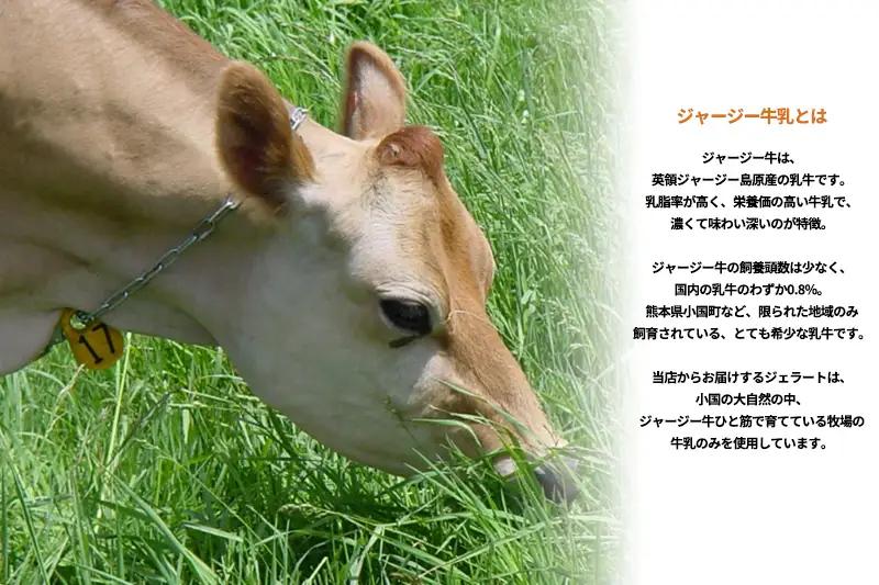 【OGUNIYA JERJEY】阿蘇小国ジャージージェラート ミルク ヨーグルト 各6個 計12個 ゴールデンミルク 牧場しぼり 山吹色のジャージー牛乳使用 お取り寄せ ご褒美 簡易のし 贈答 ギフト