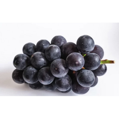 旬なぶどう おまかせ 食べ比べ 700g × 5房 ＜2026年8月より順次発送＞ (県内共通返礼品:かすみがうら市産) シャインマスカット 巨峰 ピオーネ ゴルビー クインニーナ 我が道 先行予約 