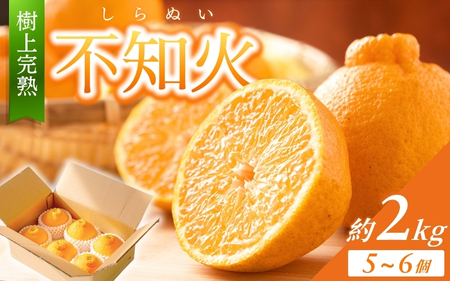【限定】 不知火 樹上完熟 約2kg （6個入）【2026年2月下旬頃～4月中旬頃まで発送】  / 不知火 しらぬい みかん 柑橘 和歌山 かつらぎ 家庭用 甘い 【KG6】【BK006-kgr005】