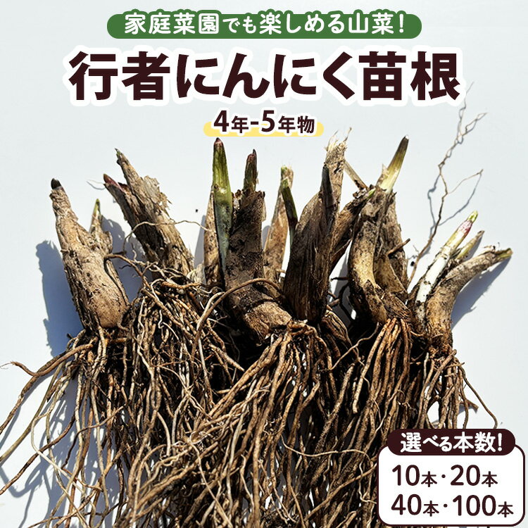 【ふるさと納税】【選べる本数】行者にんにく 苗根（4年～5年物） ｜ にんにく ニンニク ガーリック 家庭菜園 栽培 野菜苗 野菜 薬味 料理 産地直送 那須 栃木県 那須町
