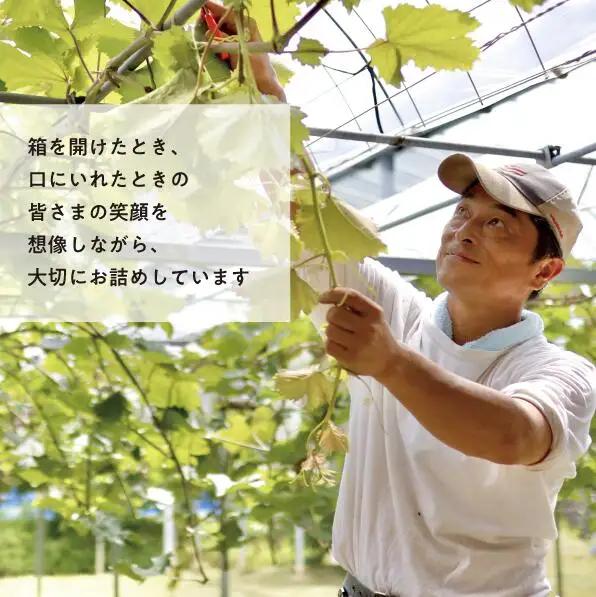 ピオーネ 岡山県産ぶどう 種なし大粒ピオーネ特大2房入1.3kg～ 【KF-B006-03】