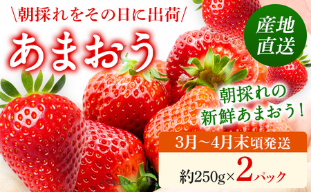 あまおう 産地直送 約250g×2パック 福岡県産 いちご 朝採れ ふくおかエコ農産物認証 苺 フルーツ イチゴ 果物 くだもの ストロベリー ichigo ケーキ スイーツ 【3月〜4月末頃発送予定】※北海道・沖縄・離島は配送不可