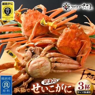 ふるさと納税 越前町 越前産せいこがに　訳あり　サイズ無選別　3杯(冷凍便)