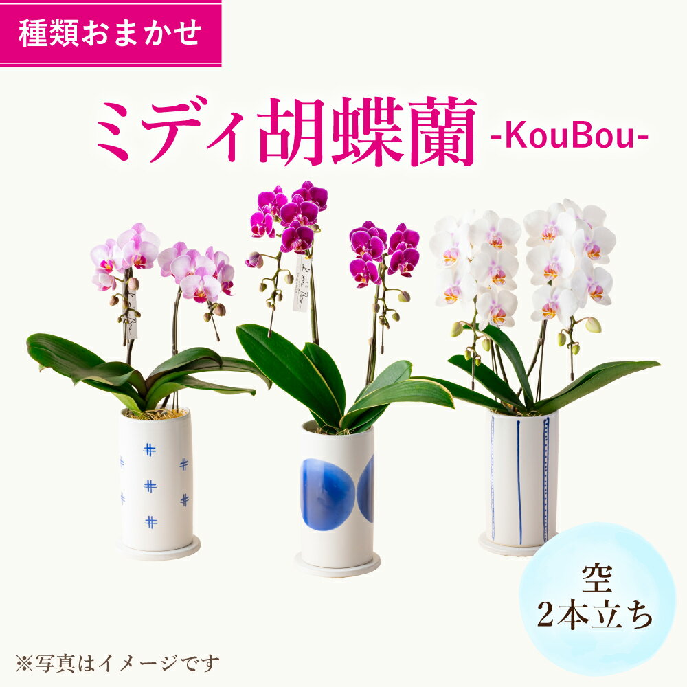【ふるさと納税】ミディ胡蝶蘭 KouBou 空 2本立ち なかがわ