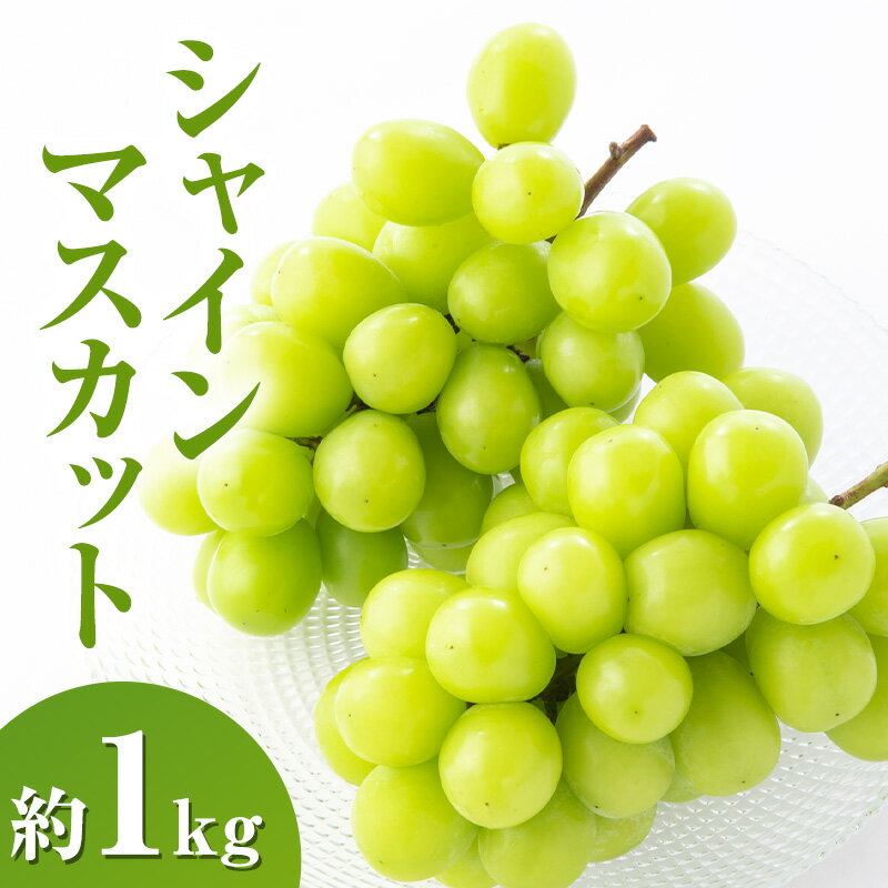 【ふるさと納税】シャインマスカット約1kg 2～3房 長野県産　お届け：2025年9月下旬～10月上旬まで