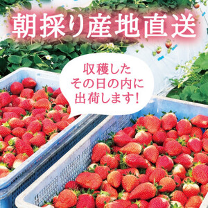 【宮城県産とちおとめ 2kg】フレッシュ朝摘みいちご 約250g×8パック 置き並べ_果物・フルーツ いちご  イチゴ 苺_【配送不可地域：離島】【1464378】