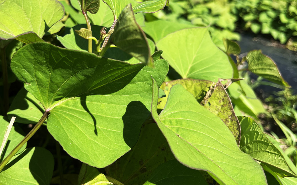 福岡県産熟成紅はるか 3kg