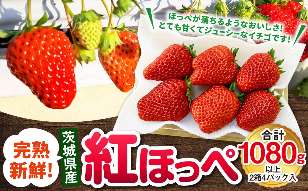 
                  【先行予約】紅ほっぺ 2箱 4パック（合計1,080g以上） ※2027年2月～発送 | いちご 苺 フルーツ 果物 くだもの 果実 完熟 冷蔵 守谷市産 茨城県 守谷市
                